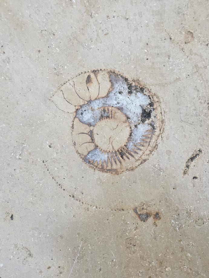 An ammonite fossil in the floor of Grand Arcade. An ammonite fossil in the floor of Grand Arcade.