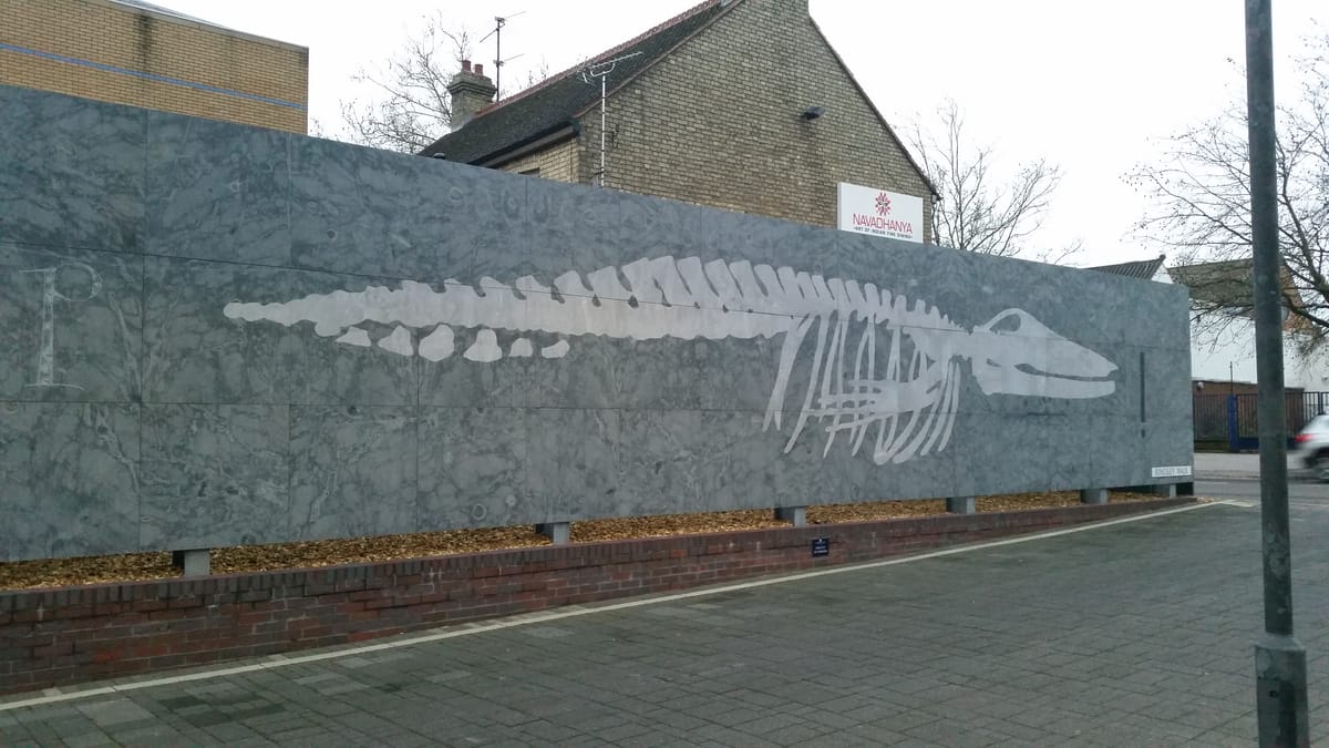 A life-size blue whale skeleton, several panels long