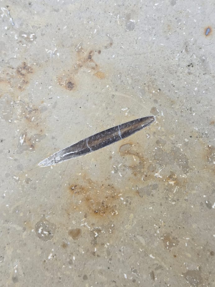 A belemnite fossil in the floor of Grand Arcade. A belemnite fossil in the floor of Grand Arcade.