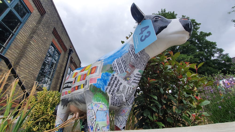 Cambridge cows Cambridge cows