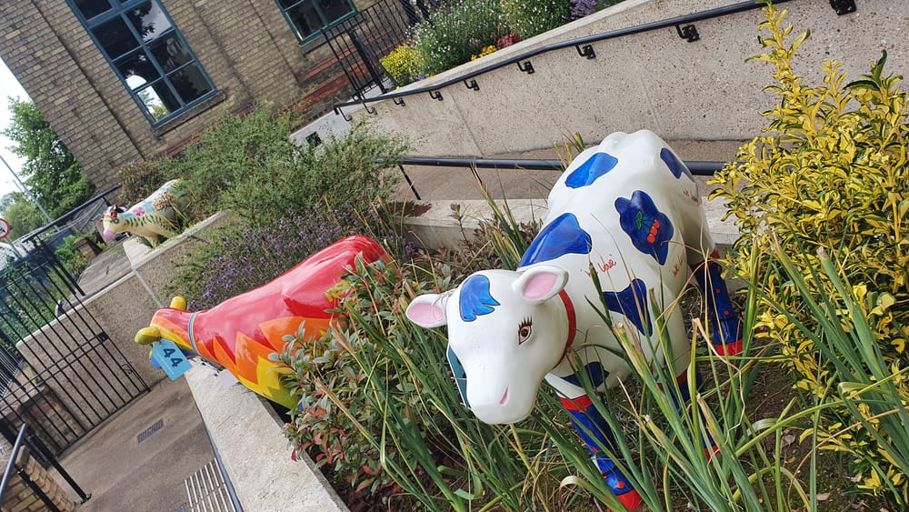Cambridge cows Cambridge cows