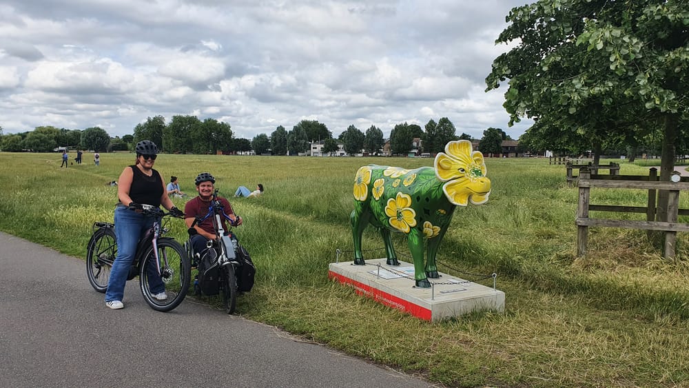 Cambridge cows Cambridge cows