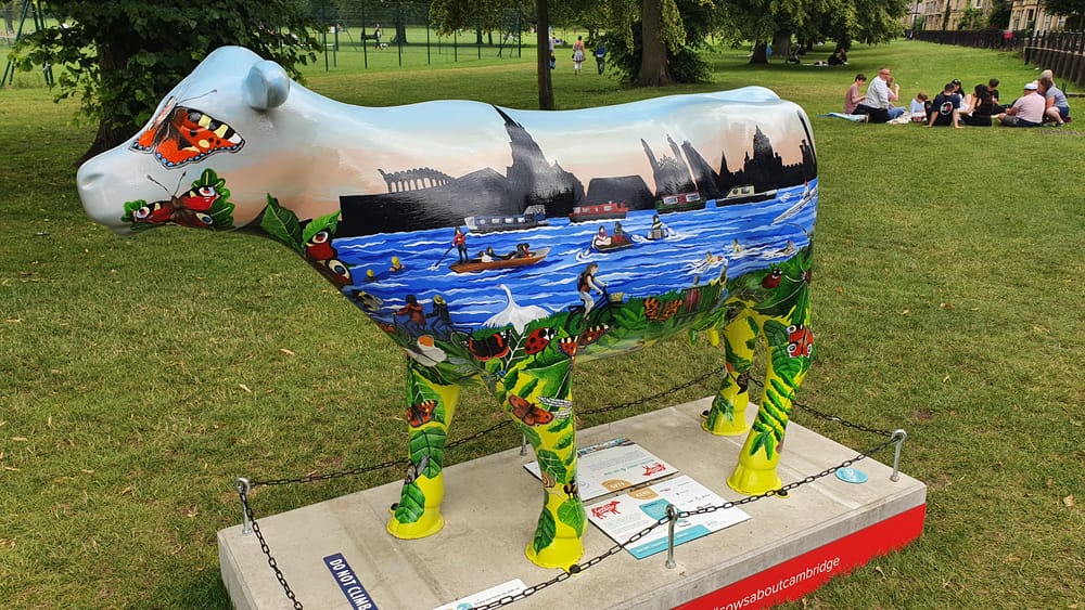 Cambridge cows Cambridge cows