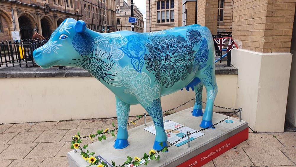 Cambridge cows Cambridge cows