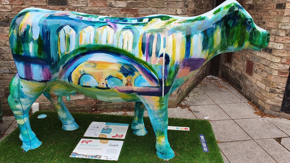 Cambridge cows Cambridge cows
