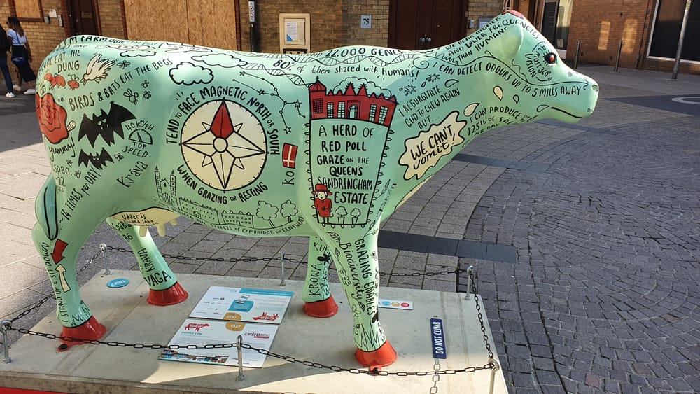 Cambridge cows Cambridge cows