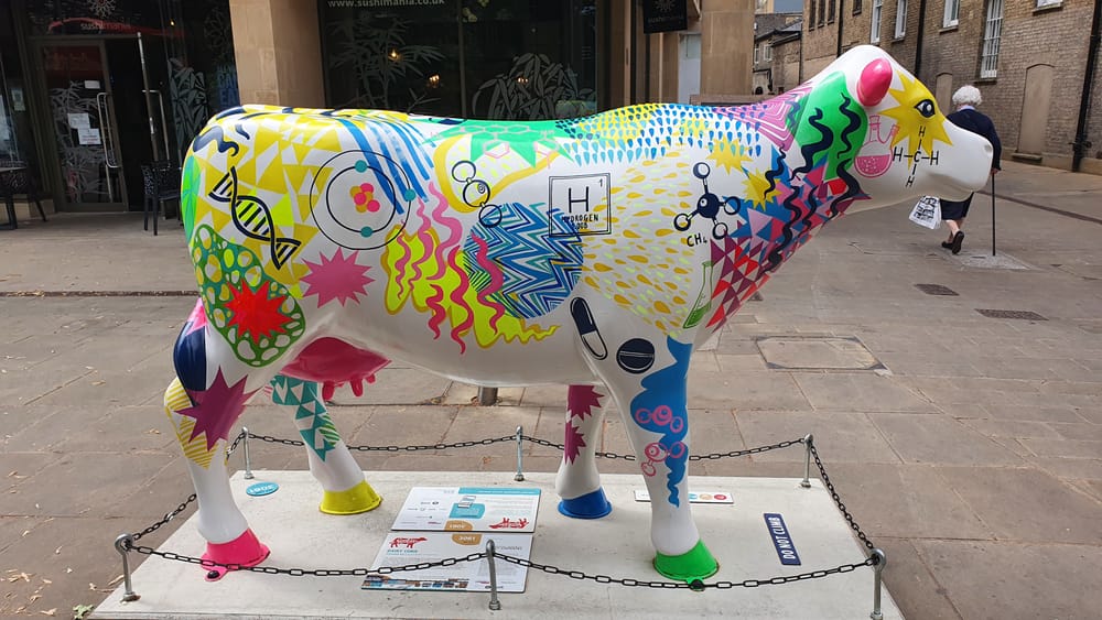 Cambridge cows Cambridge cows