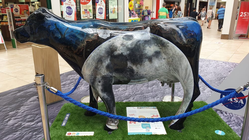 Cambridge cows Cambridge cows