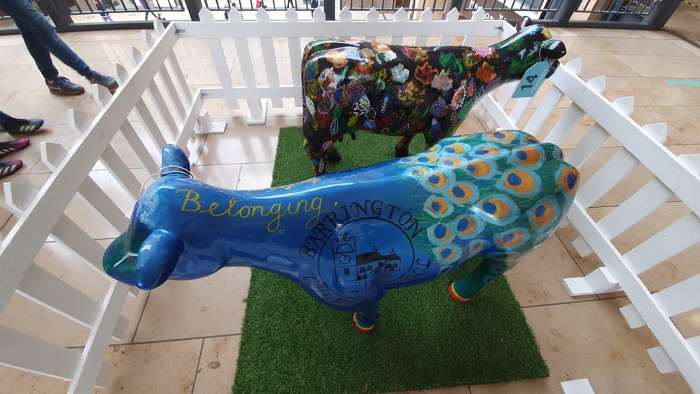 Cambridge cows Cambridge cows