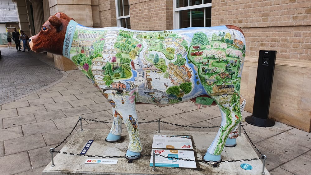 Cambridge cows Cambridge cows
