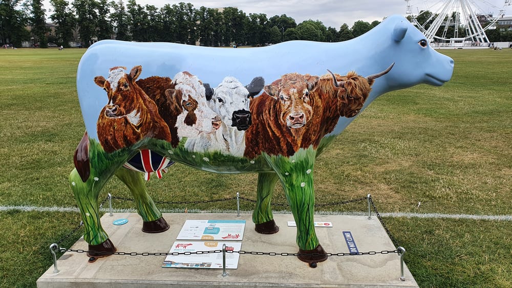 Cambridge cows Cambridge cows