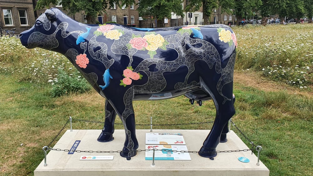 Cambridge cows Cambridge cows