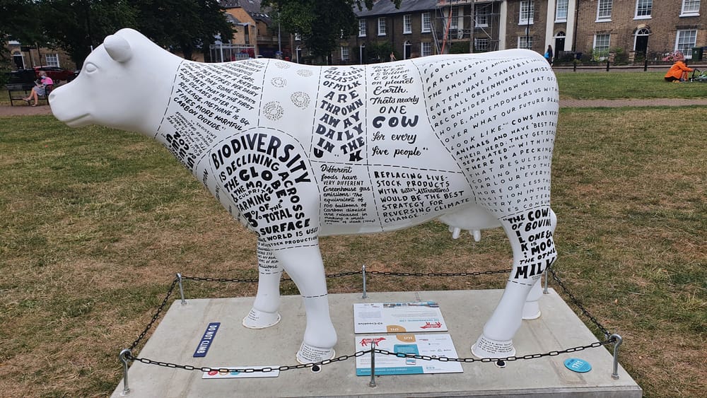 Cambridge cows Cambridge cows