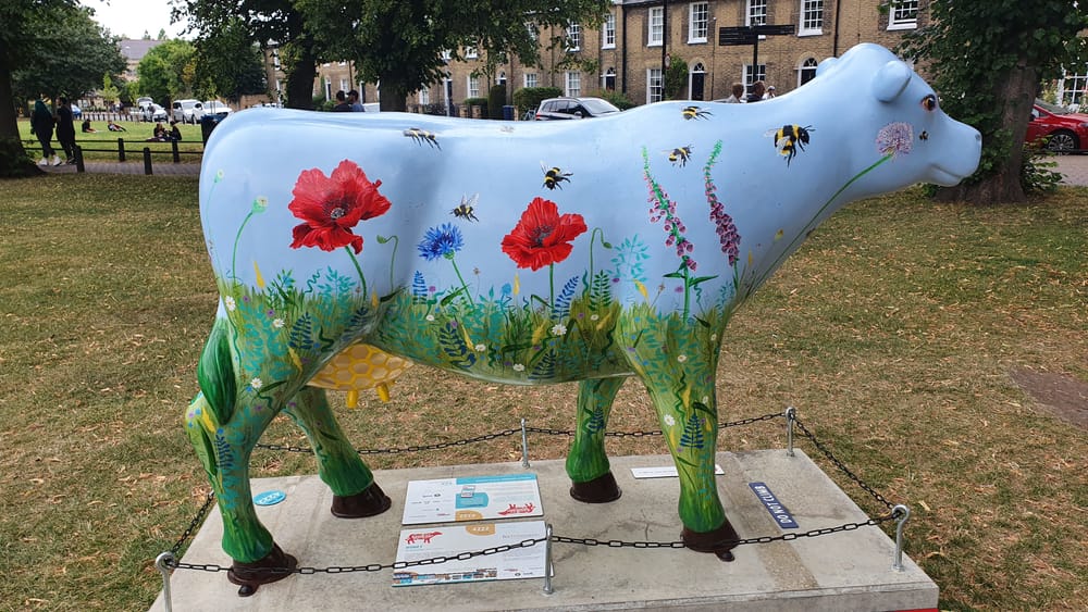 Cambridge cows Cambridge cows