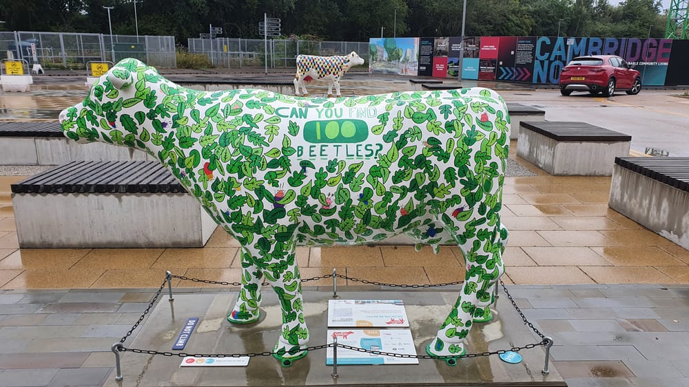 Cambridge cows Cambridge cows