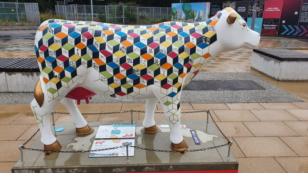 Cambridge cows Cambridge cows