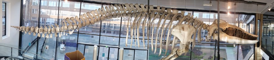 The Museum of Zoology The Museum of Zoology