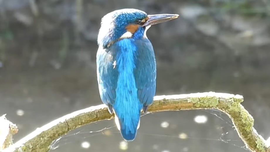 Kingfisher by the Cam Kingfisher by the Cam