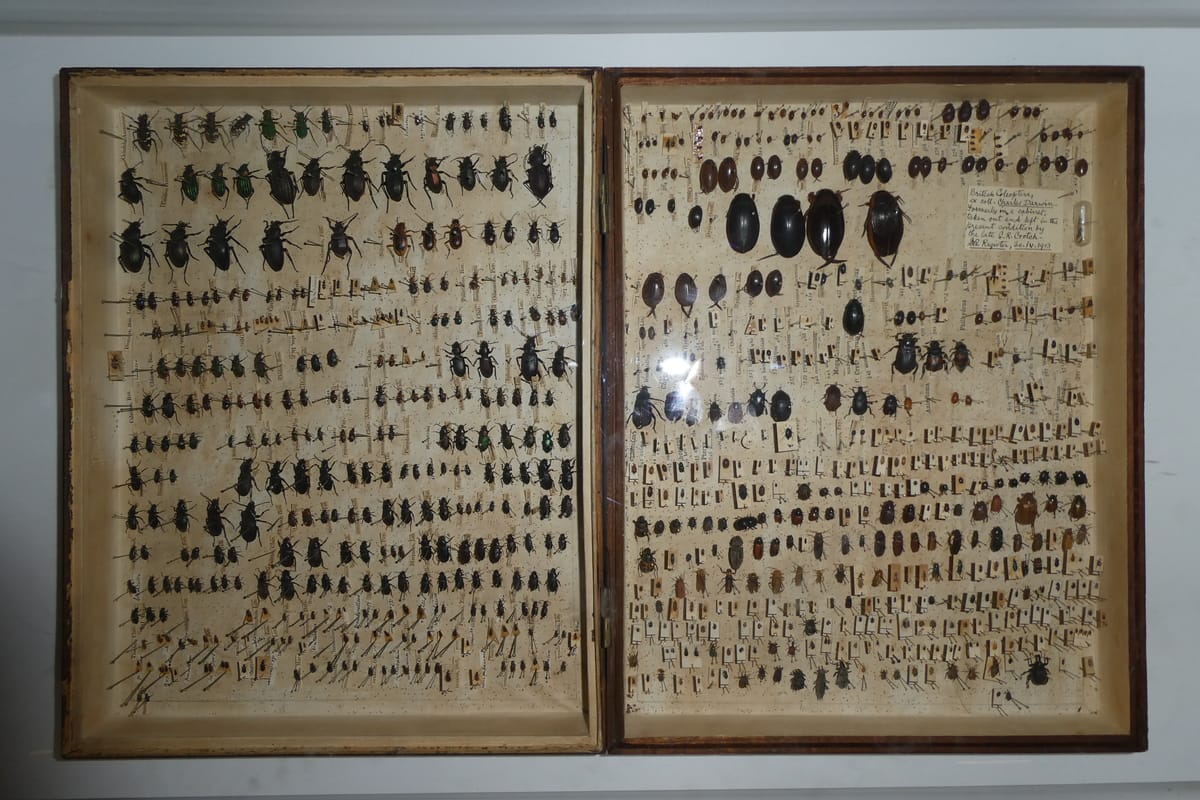 British beetles from Charles Darwin's own collection