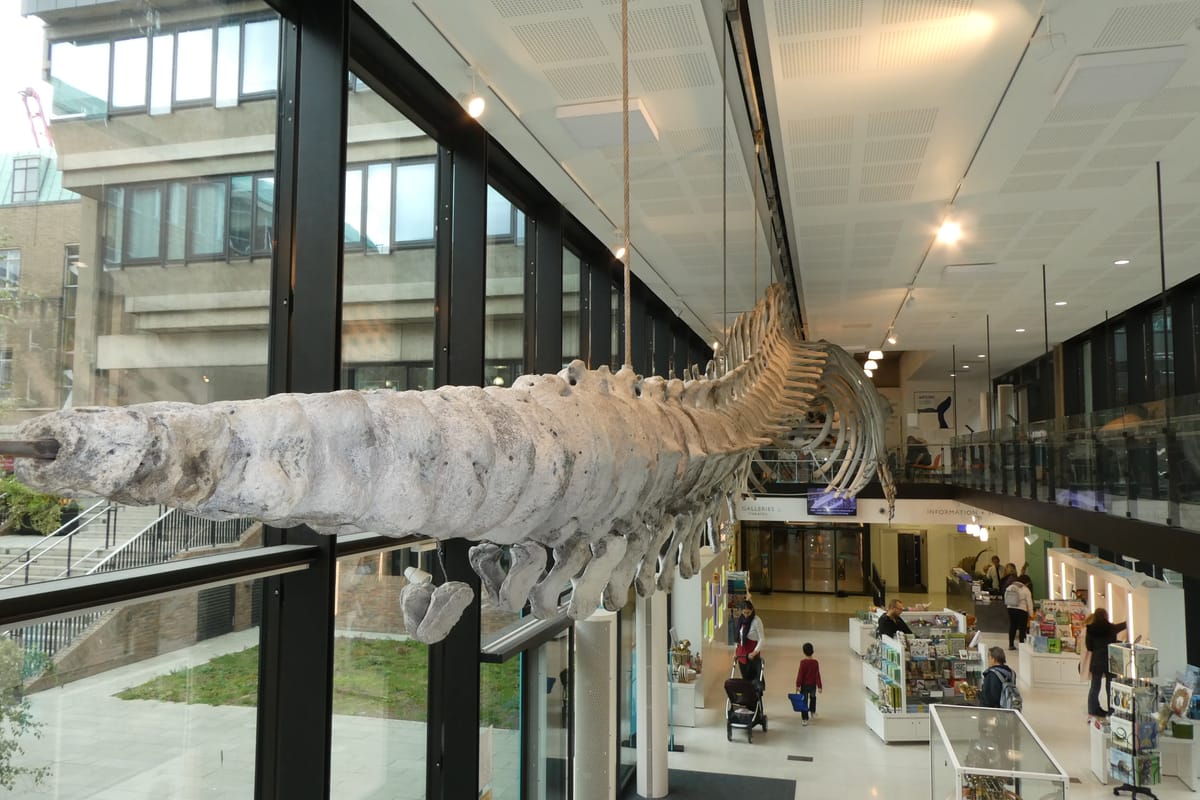 The fin whale running the length of the foyer