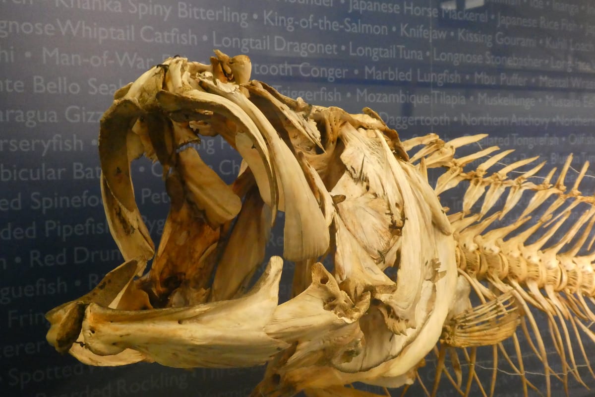 A fish skeleton, against a wall printed with the names of fish