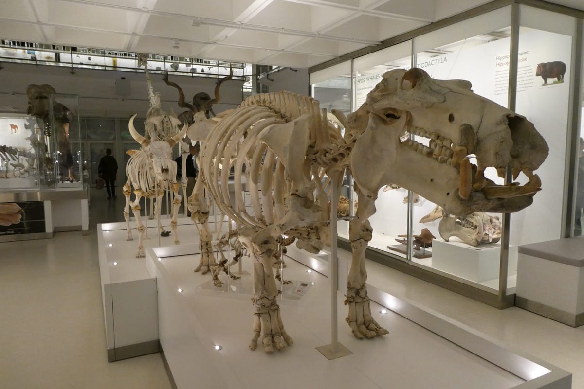 A hippopotamus skeleton, hoofed company lined up behind it