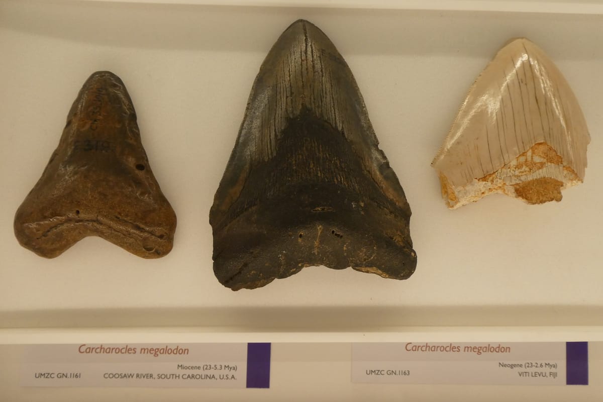Megalodon teeth, from South Carolina and from Fiji