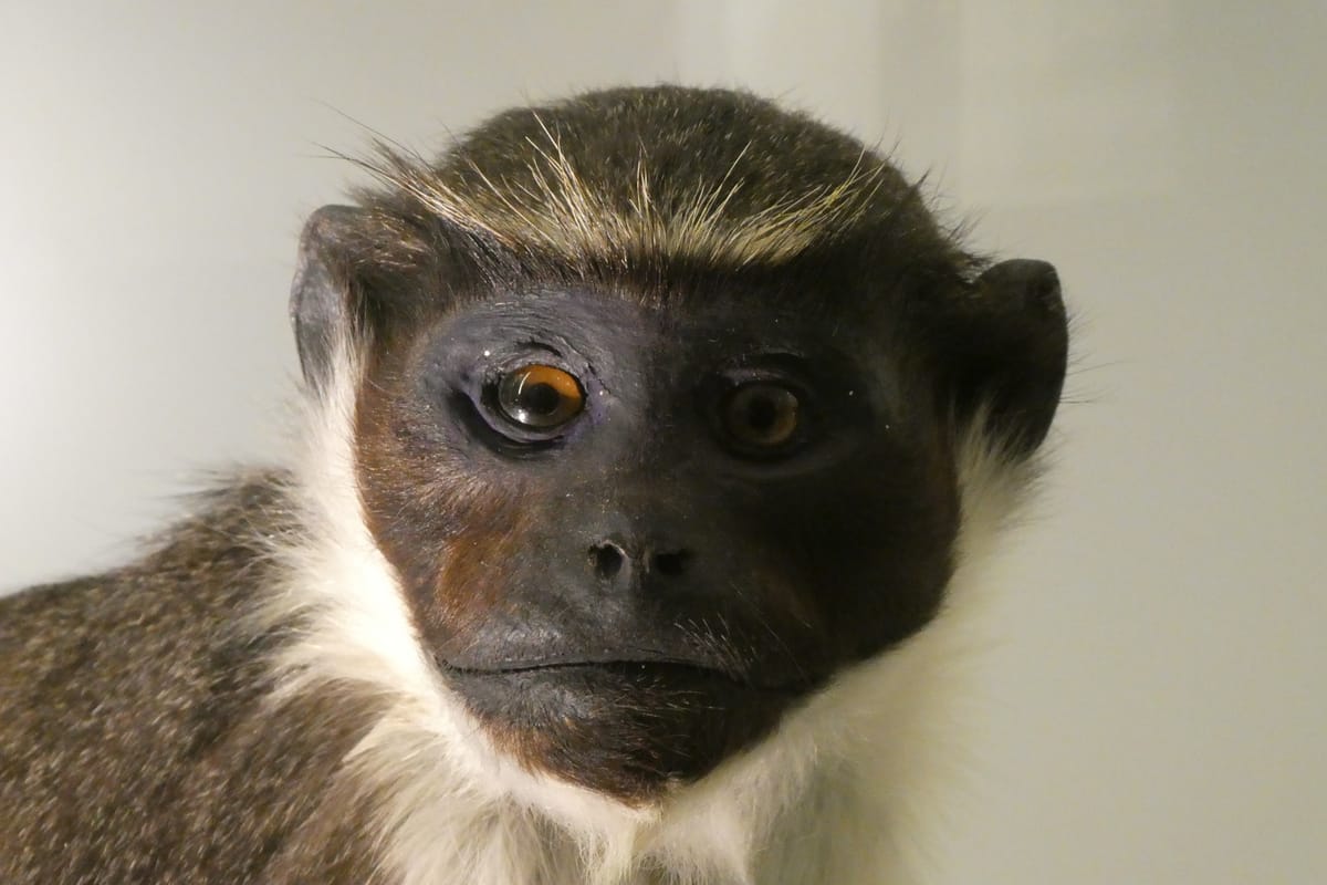 A monkey's face