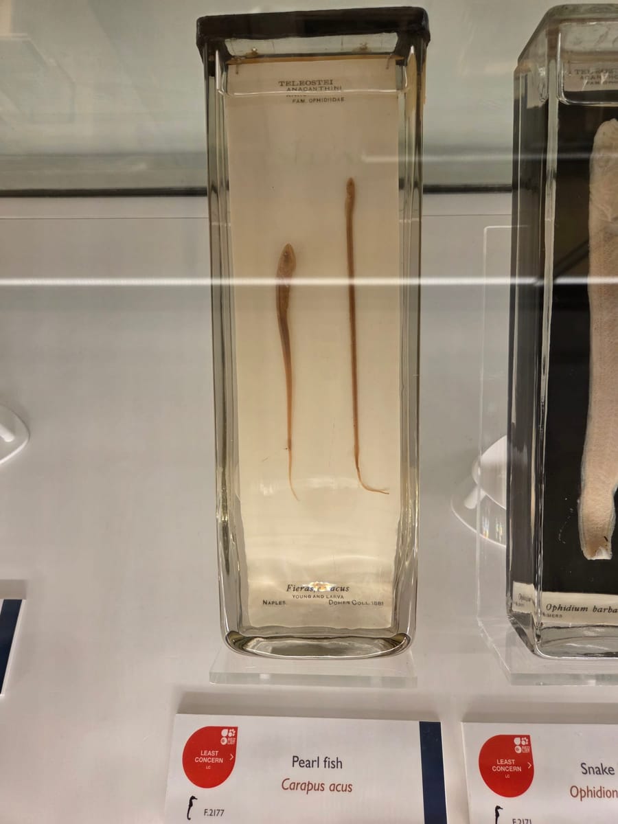 Pearl fish, young and larva, from Naples in 1888 Pearl fish, young and larva, from Naples in 1888