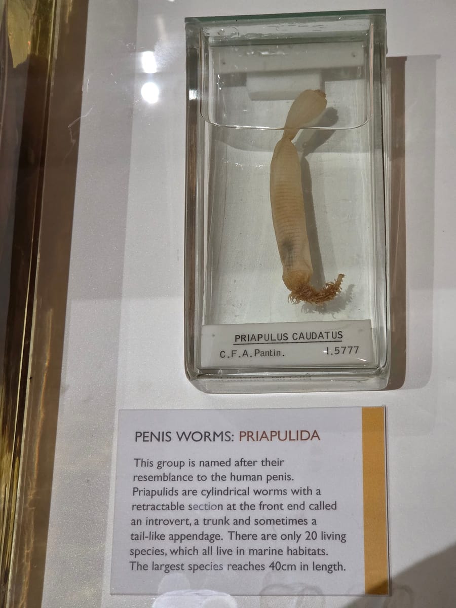 Priapulus caudatus — penis worm Priapulus caudatus — penis worm