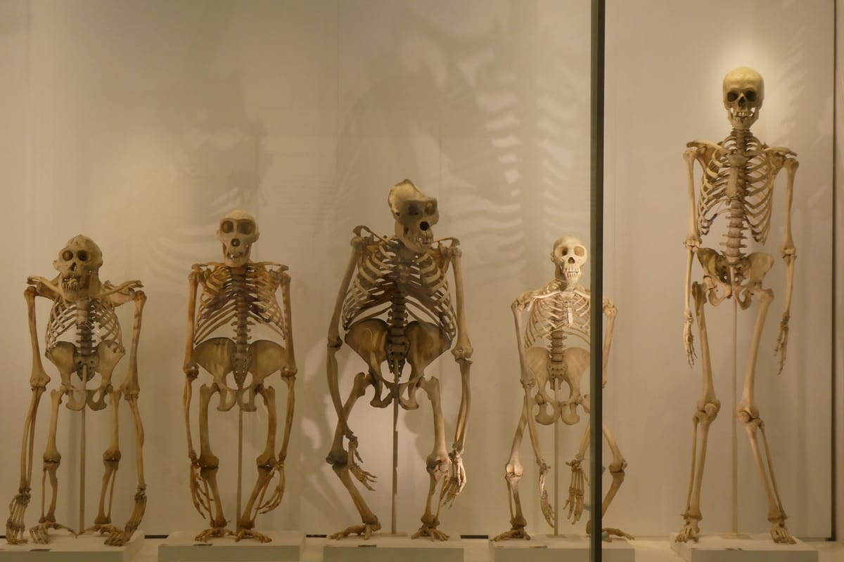 Apes in a row, and us on the end of it