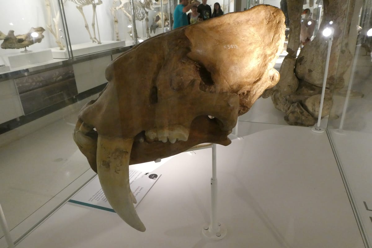 The skull of a sabre-toothed cat