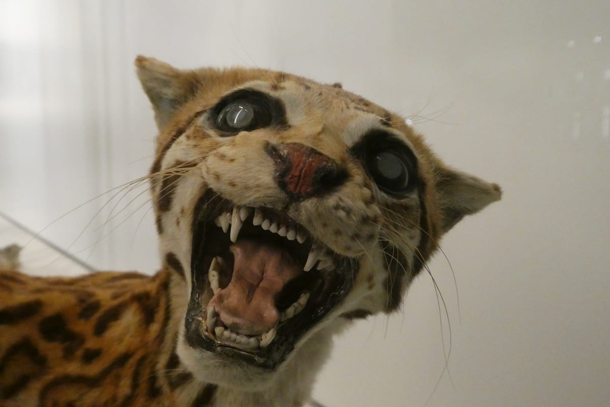 A spotted cat, caught mid-snarl