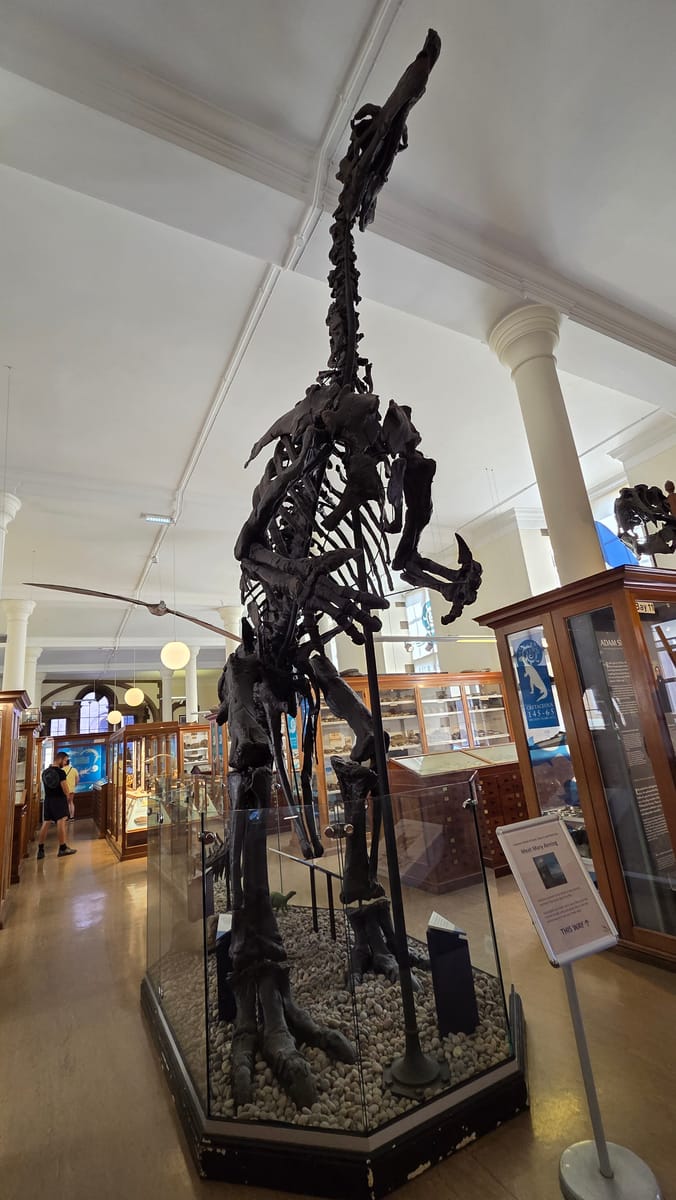 A dinosaur rearing over its case in the gallery
