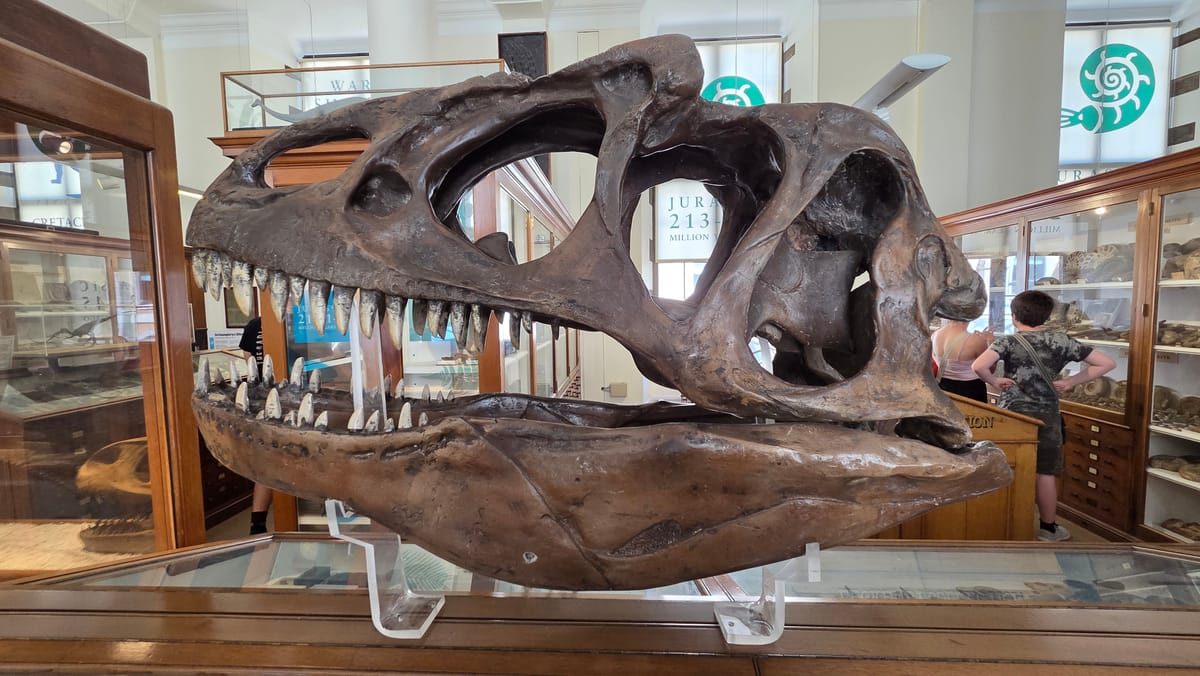 The skull of a large Jurassic predator, at eye level