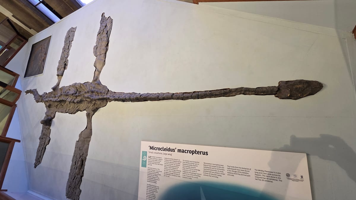 The Whitby Plesiosaur, spread out across the wall